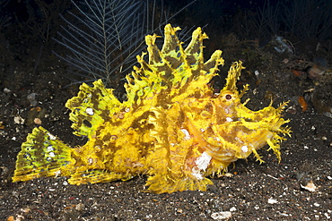 Yellow weedy scorpionfish (Rhinopias frondosa), Alam Batu, Bali, Indonesia, Southeast Asia, Asia