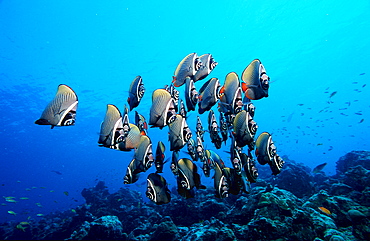 butterflyfish, Chaetodon collare, Maldives Island, Indian Ocean, Ari Atol