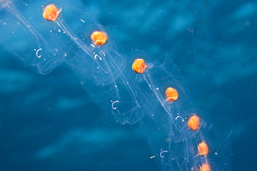 Chain of salps (Salpa sp.), Alam Batu, Bali, Indonesia, Southeast Asia, Asia