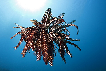 Crinoid (Comantheria sp.) hovering over reef, Alam Batu, Bali, Indonesia, Southeast Asia, Asia