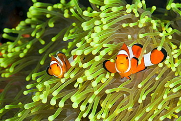 Clown anemonefish (Amphiprion percula), Alam Batu, Bali, Indonesia, Southeast Asia, Asia