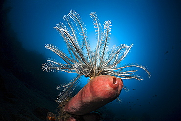 Featherstar (Comantheria sp.) on coral reef, Alam Batu, Bali, Indonesia, Southeast Asia, Asia