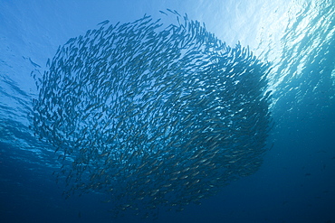 Schooling bigeye trevally (Caranx sexfasciatus), Tulamben, Bali, Indonesia, Southeast Asia, Asia