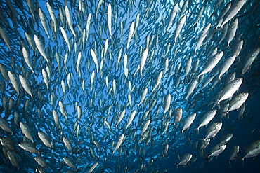 Schooling bigeye trevally (Caranx sexfasciatus), Tulamben, Bali, Indonesia, Southeast Asia, Asia