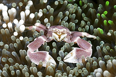 Porcelain crab (Neopetrolisthes maculatus) in anemone, Alam Batu, Bali, Indonesia, Southeast Asia, Asia