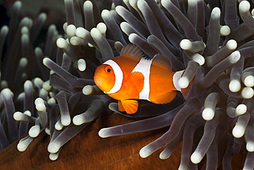 Clown anemonefish (Amphiprion ocellaris), Alam Batu, Bali, Indonesia, Southeast Asia, Asia