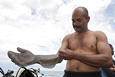 Shark feeder prepares himself with chain gloves, Beqa Lagoon, Viti Levu, Fiji, South Pacific, Pacific