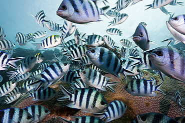 Schooling scissor-tail sergeant majors (Abudefduf sexfasciatus), Beqa Lagoon, Viti Levu, Fiji, South Pacific, Pacific