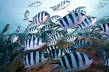 Schooling scissor-tail sergeant majors (Abudefduf sexfasciatus), Beqa Lagoon, Viti Levu, Fiji, South Pacific, Pacific