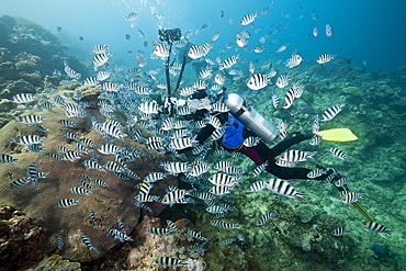 Diver taking photo of schooling scissor-tail sergeant majors (Abudefduf sexfasciatus), Beqa Lagoon, Viti Levu, Fiji, South Pacific, Pacific