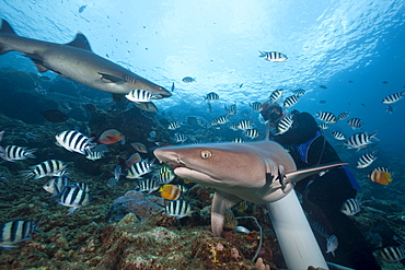 Whitetip reef shark (Triaenodon obesus), at shark feeding, Beqa Lagoon, Viti Levu, Fiji, South Pacific, Pacific