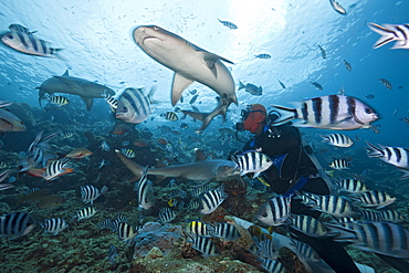 Whitetip reef shark (Triaenodon obesus), at shark feeding, Beqa Lagoon, Viti Levu, Fiji, South Pacific, Pacific