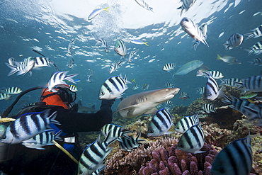 Whitetip reef shark (Triaenodon obesus), at shark feeding, Beqa Lagoon, Viti Levu, Fiji, South Pacific, Pacific