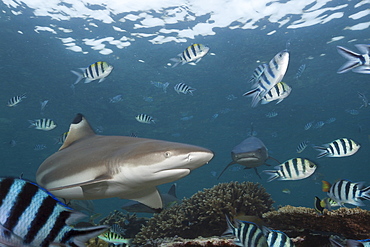 Blacktip reef shark (Carcharhinus melanopterus), Beqa Lagoon, Viti Levu, Fiji, South Pacific, Pacific