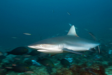 Grey reef shark (Carcharhinus amblyrhynchos), Beqa Lagoon, Viti Levu, Fiji, South Pacific, Pacific