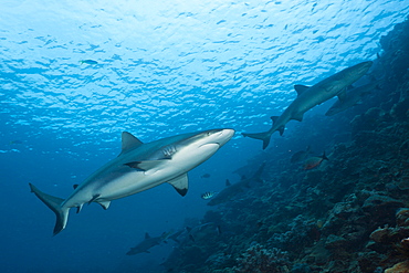 Grey reef shark (Carcharhinus amblyrhynchos), Beqa Lagoon, Viti Levu, Fiji, South Pacific, Pacific