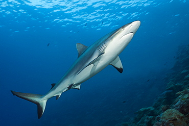 Grey reef shark (Carcharhinus amblyrhynchos), Beqa Lagoon, Viti Levu, Fiji, South Pacific, Pacific