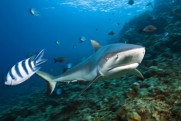 Grey reef shark (Carcharhinus amblyrhynchos), Beqa Lagoon, Viti Levu, Fiji, South Pacific, Pacific