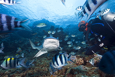 Grey reef shark (Carcharhinus amblyrhynchos) at shark feeding, Beqa Lagoon, Viti Levu, Fiji, South Pacific, Pacific