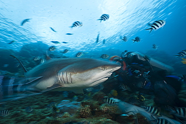 Grey reef shark (Carcharhinus amblyrhynchos) at shark feeding, Beqa Lagoon, Viti Levu, Fiji, South Pacific, Pacific