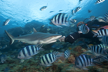 Grey reef shark (Carcharhinus amblyrhynchos) at shark feeding, Beqa Lagoon, Viti Levu, Fiji, South Pacific, Pacific