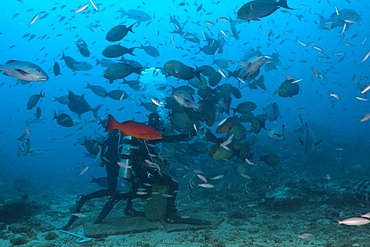 Scuba diver feeding snappers (Lutjanus sp.), Beqa Lagoon, Viti Levu, Fiji, South Pacific, Pacific