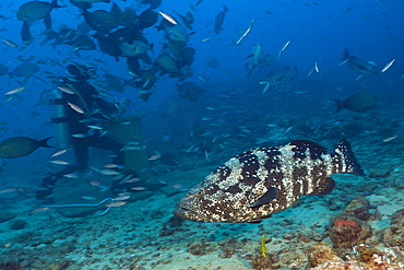 Malabar grouper (Epinephelus malabaricus), Beqa Lagoon, Viti Levu, Fiji, South Pacific, Pacific