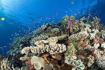 Species-rich coral reef, Wakaya, Lomaiviti, Fiji, Pacific