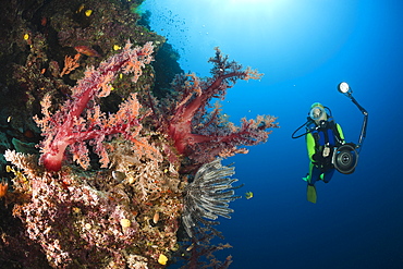 Scuba diver and red soft corals (Dendronephthya sp.), Wakaya, Lomaiviti, Fiji, Pacific