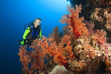 Scuba diver and red soft corals (Dendronephthya sp.), Wakaya, Lomaiviti, Fiji, Pacific