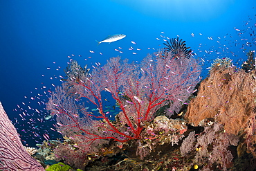 Sea fan (Melithaea sp.) on coral reef, Wakaya, Lomaiviti, Fiji, Pacific