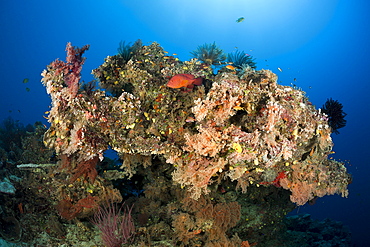 Coral Reef, Wakaya, Lomaiviti, Fiji, Pacific