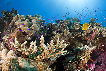 Coral Reef, Wakaya, Lomaiviti, Fiji, Pacific