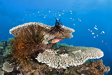 Coral Reef, Wakaya, Lomaiviti, Fiji, Pacific