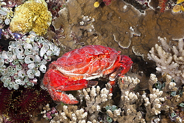 Splendid pebble crab (Etisus splendidus), Wakaya, Lomaiviti, Fiji, Pacific