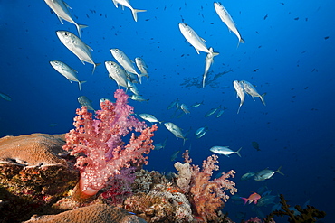 Shoal of bigeye trevally (Caranx sexfasciatus) over coral reef, Namena Marine Reserve, Fiji, Pacific