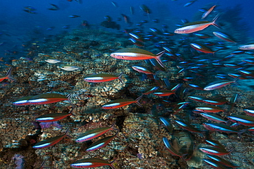 Shoal of neon fusilier (Pterocaesio tile) over reef, Namena Marine Reserve, Fiji, Pacific