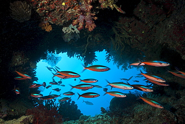 Shoal of neon fusilier (Pterocaesio tile) in cave, Namena Marine Reserve, Fiji, Pacific