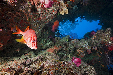 Longjawed squirrelfish (Sargocentron spiniferum) in cave, Namena Marine Reserve, Fiji, Pacific