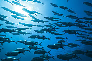 Shoal of bigeye trevally (Caranx sexfasciatus), Namena Marine Reserve, Fiji, Pacific