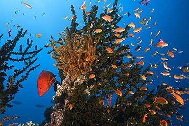 Lyretail anthias (Pseudanthias squamipinnis), in coral reef, Namena Marine Reserve, Fiji, Pacific