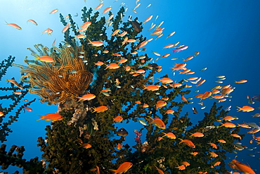 Lyretail anthias (Pseudanthias squamipinnis), in coral reef, Namena Marine Reserve, Fiji, Pacific