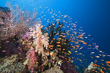 Lyretail anthias (Pseudanthias squamipinnis), in coral reef, Namena Marine Reserve, Fiji, Pacific