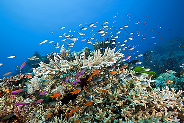 Coralfishes over reef, Namena Marine Reserve, Fiji, Pacific