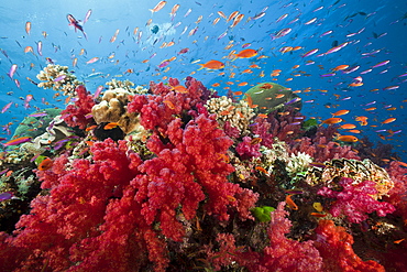 Lyretail anthias (Pseudanthias squamipinnis), in coral reef, Namena Marine Reserve, Fiji, Pacific