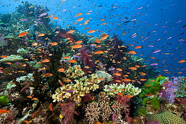 Lyretail anthias (Pseudanthias squamipinnis), in coral reef, Namena Marine Reserve, Fiji, Pacific