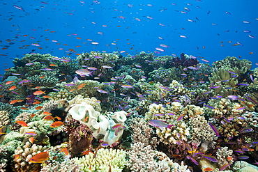 Anthias (Luzonichthys whitleyi) and  (Pseudanthias squamipinnis) over coral reef, Namena Marine Reserve, Fiji, Pacific