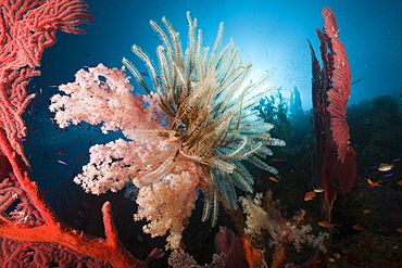 Coral reef, Namena Marine Reserve, Fiji, Pacific