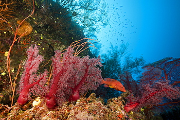 Coral reef, Namena Marine Reserve, Fiji, Pacific