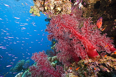 Coral reef, Namena Marine Reserve, Fiji, Pacific